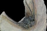 Kettneraspis Trilobite (Long Occipital Horn) - Lghaft, Morocco #89489-1